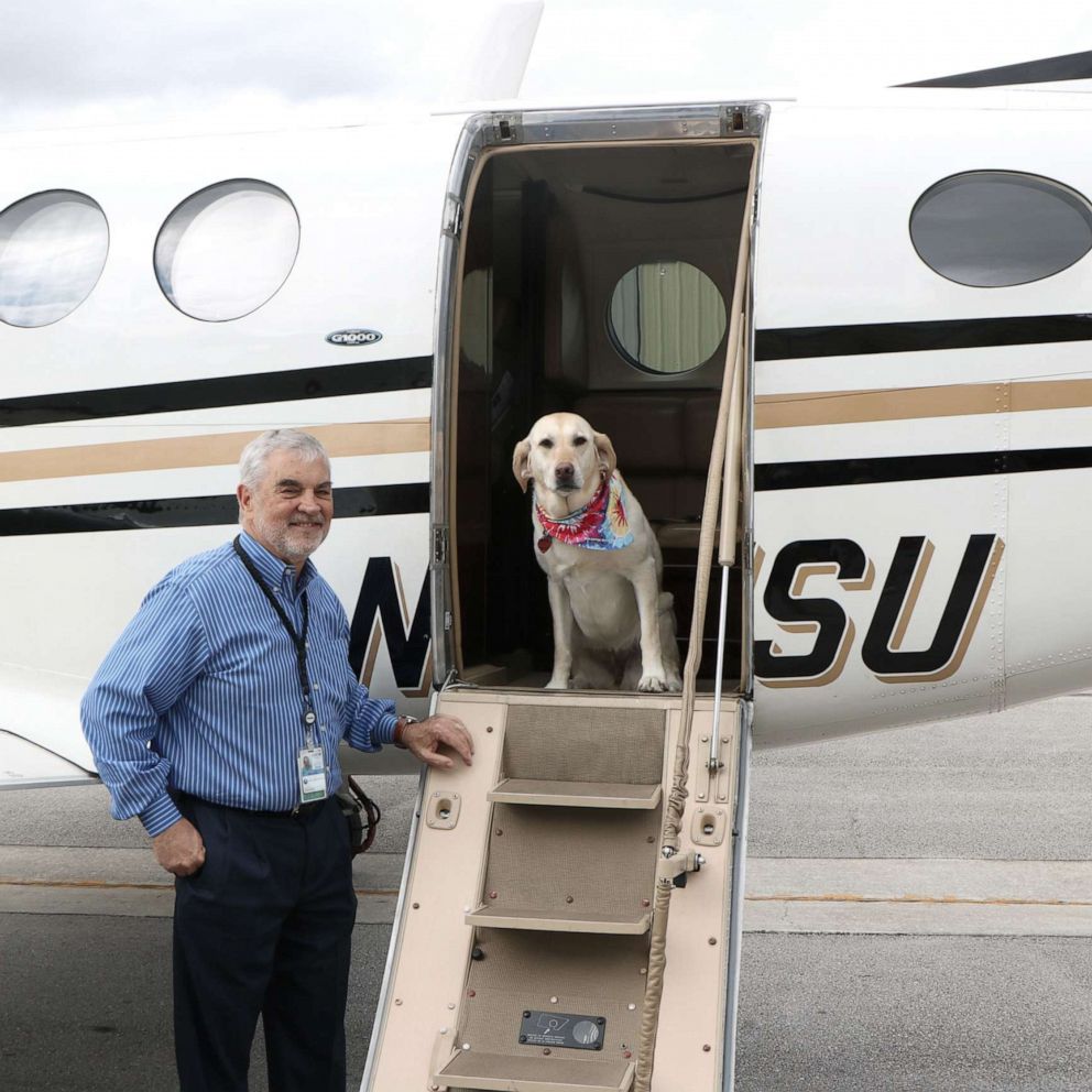 VIDEO: Bria is a 'pilot' dog who has flown thousands of miles 