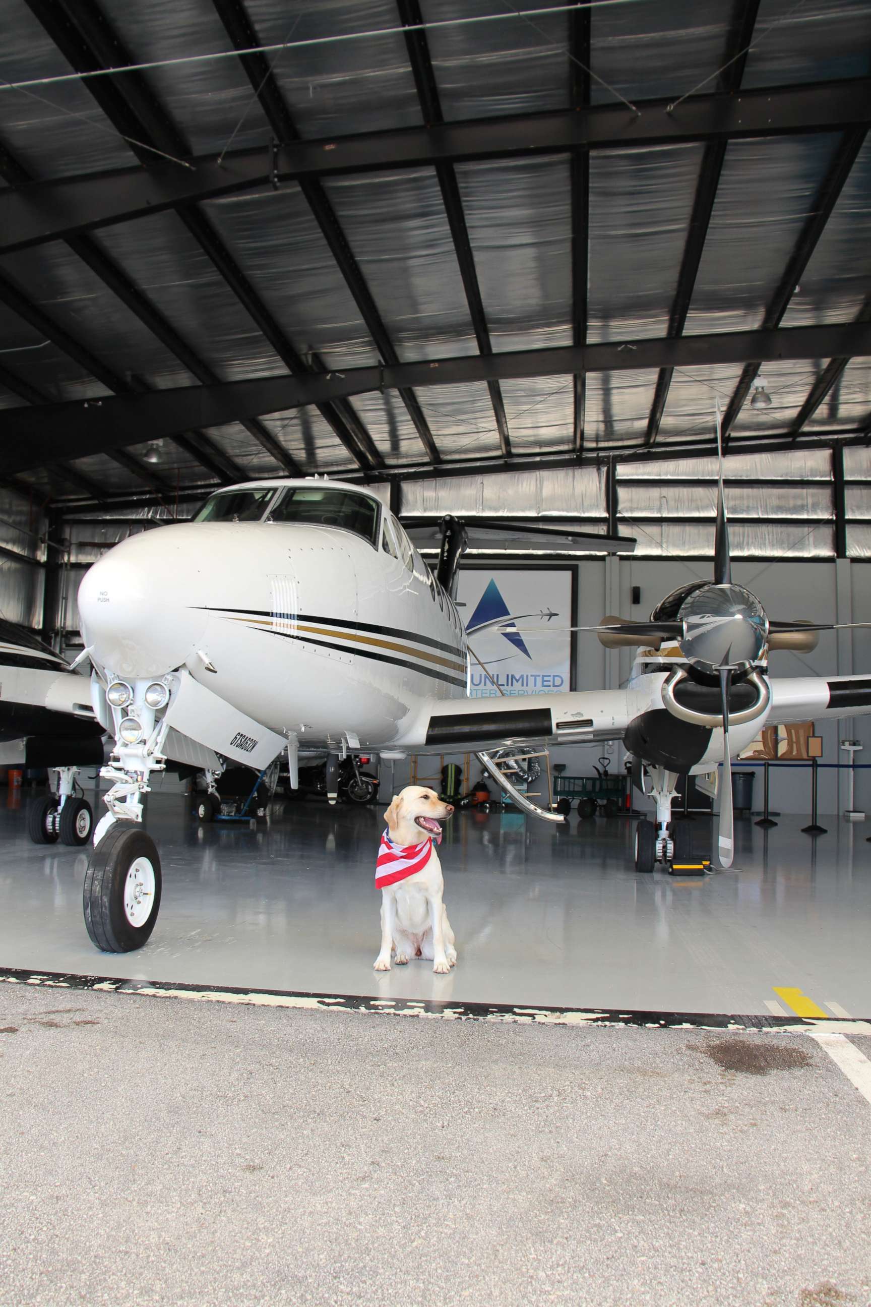 This service dog took the cutest trip to Walt Disney World - Good