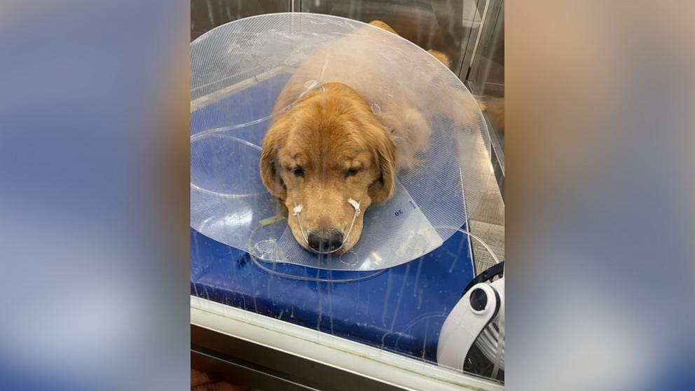 A family credits antibiotics with saving their dog’s life amid a mysterious respiratory illness