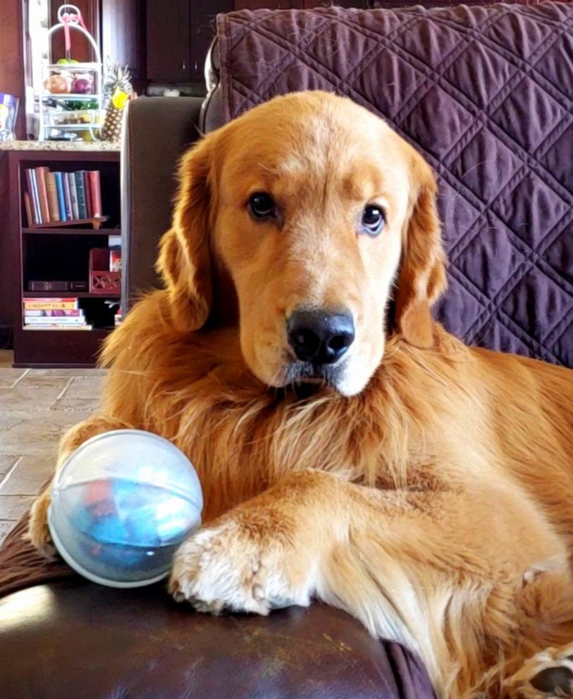 PHOTO: Ike is a 5-year-old golden retriever.