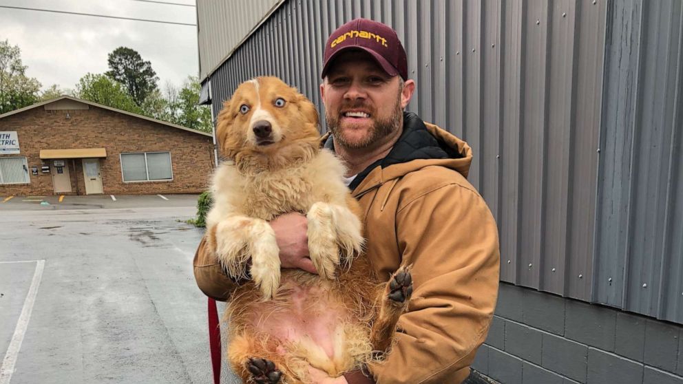 Dog that went missing during tornado reunites with family 54 days later ...