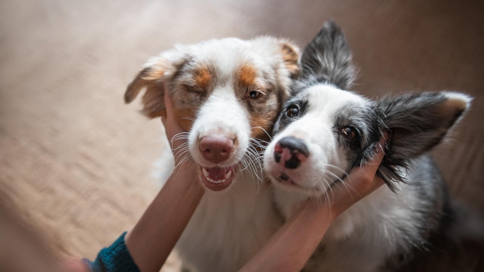 PHOTO: Dogs are seen in this undated stock photo.