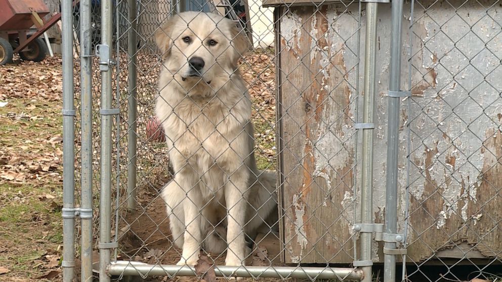 PHOTO: Max, a Great Pyrenees dog from Shady Point, Okla., sits in a cage after he was pictured on a security camera stealing a package off the neighbor's porch in December 2019.