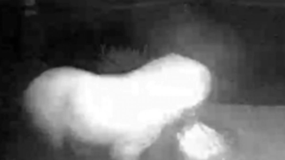 Doorbell camera catches dog stealing package from porch - Good Morning ...