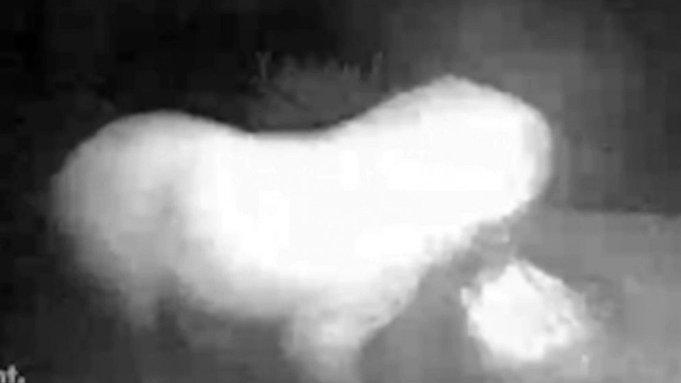 PHOTO: Video captured by a door bell camera shows Max, a Great Pyrenees dog, stealing a package from Debbie Goines' front porch in Shady Point, Okla., in December 2019.