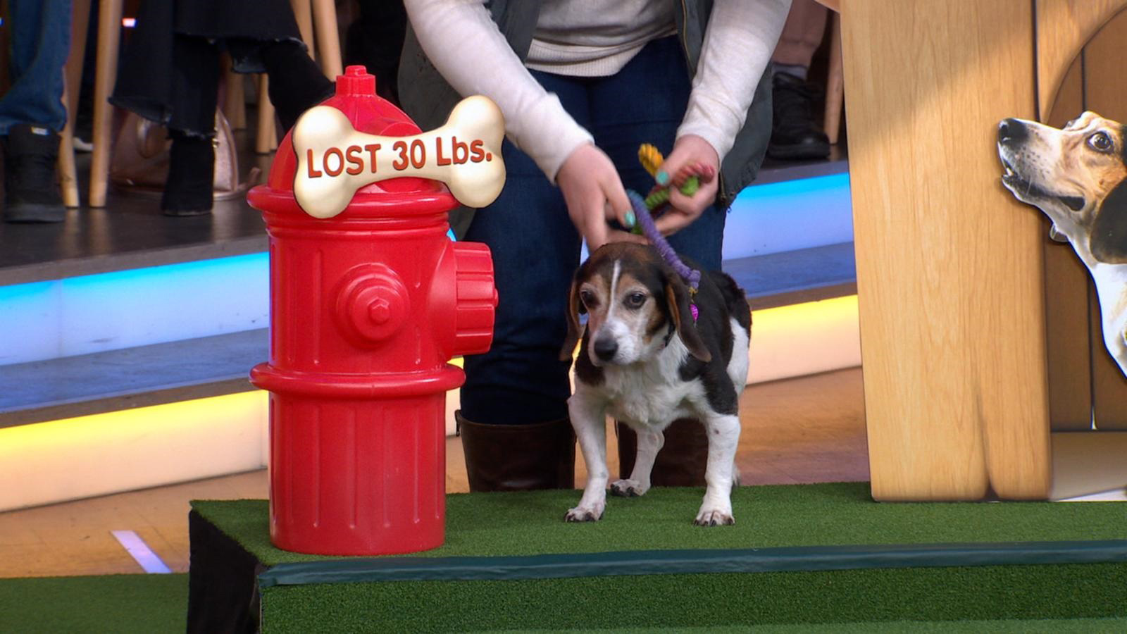 PHOTO: Pearl, a dog who lost 30 pounds, appears on "Good Morning America" on Friday, Jan. 10, 2019.