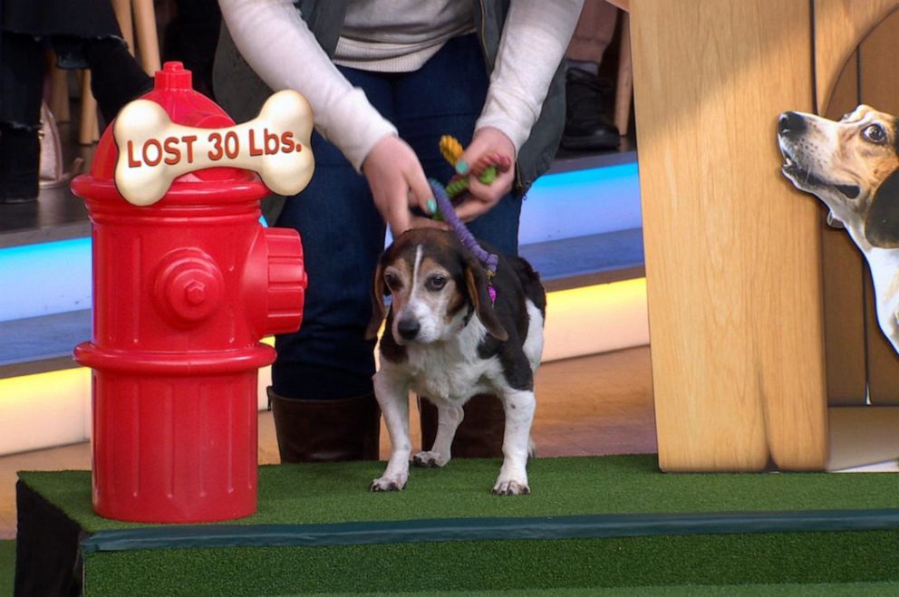 PHOTO: Pearl, a dog who lost 30 pounds, appears on "Good Morning America" on Friday, Jan. 10, 2019.