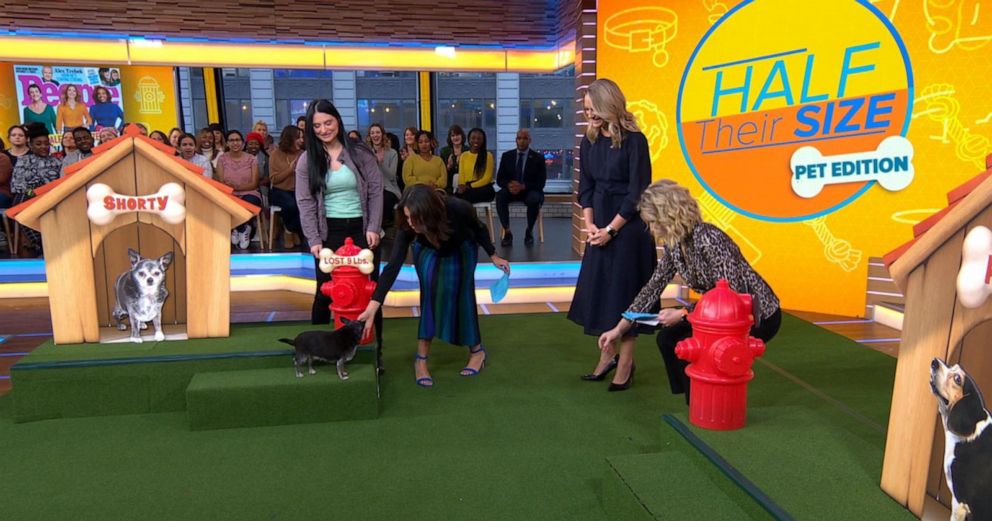 PHOTO: Shorty, a dog who lost nine pounds, appears on "Good Morning America" on Friday, Jan. 10, 2019.