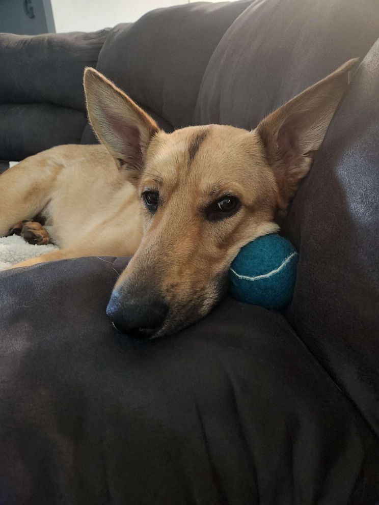 PHOTO: Melanie Gilzene said her one-year-old dog Magic loves to play with his squeaky ball toy.