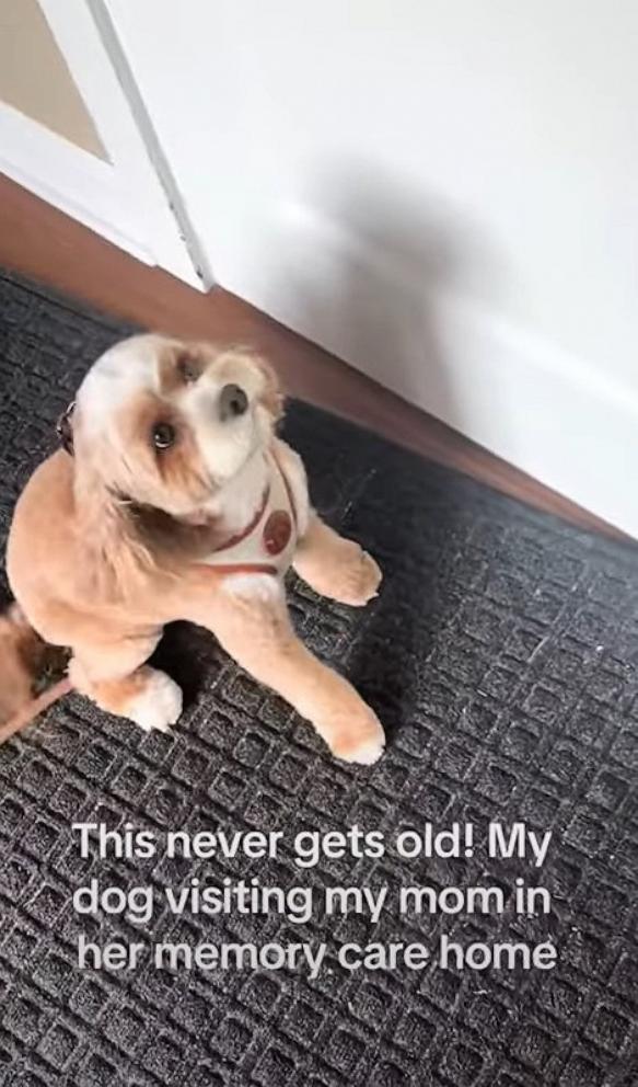 PHOTO: Adam Mandell's Cavapoo can barely contain her excitement when she visits his mother at a memory care home in Ohio.