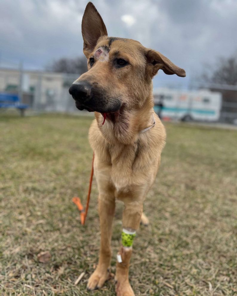 Dog named Magic gets adopted after recovering from gunshot wound - Good  Morning America