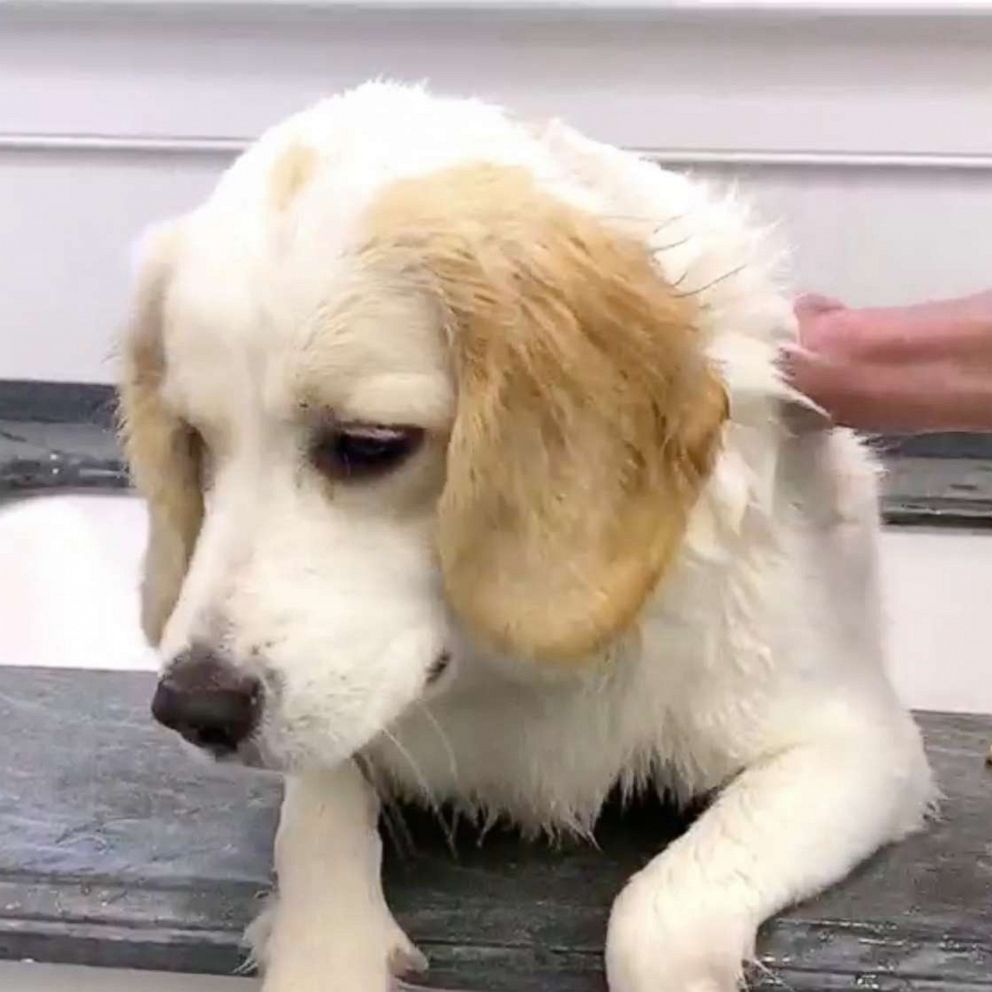 VIDEO: This genius hack to clip your dog’s nails is downright hilarious 