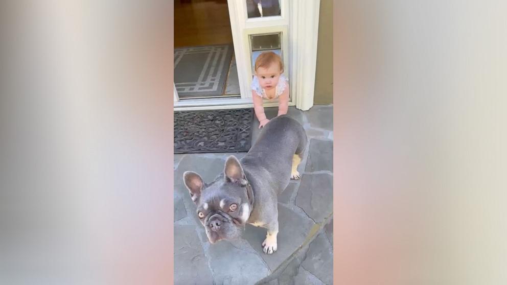 PHOTO: Lauren Amadea shared a funny TikTok video of her 11-month-old daughter getting stuck in a doggy door.