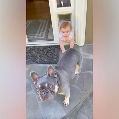 PHOTO: Lauren Amadea shared a funny TikTok video of her 11-month-old daughter getting stuck in a doggy door.