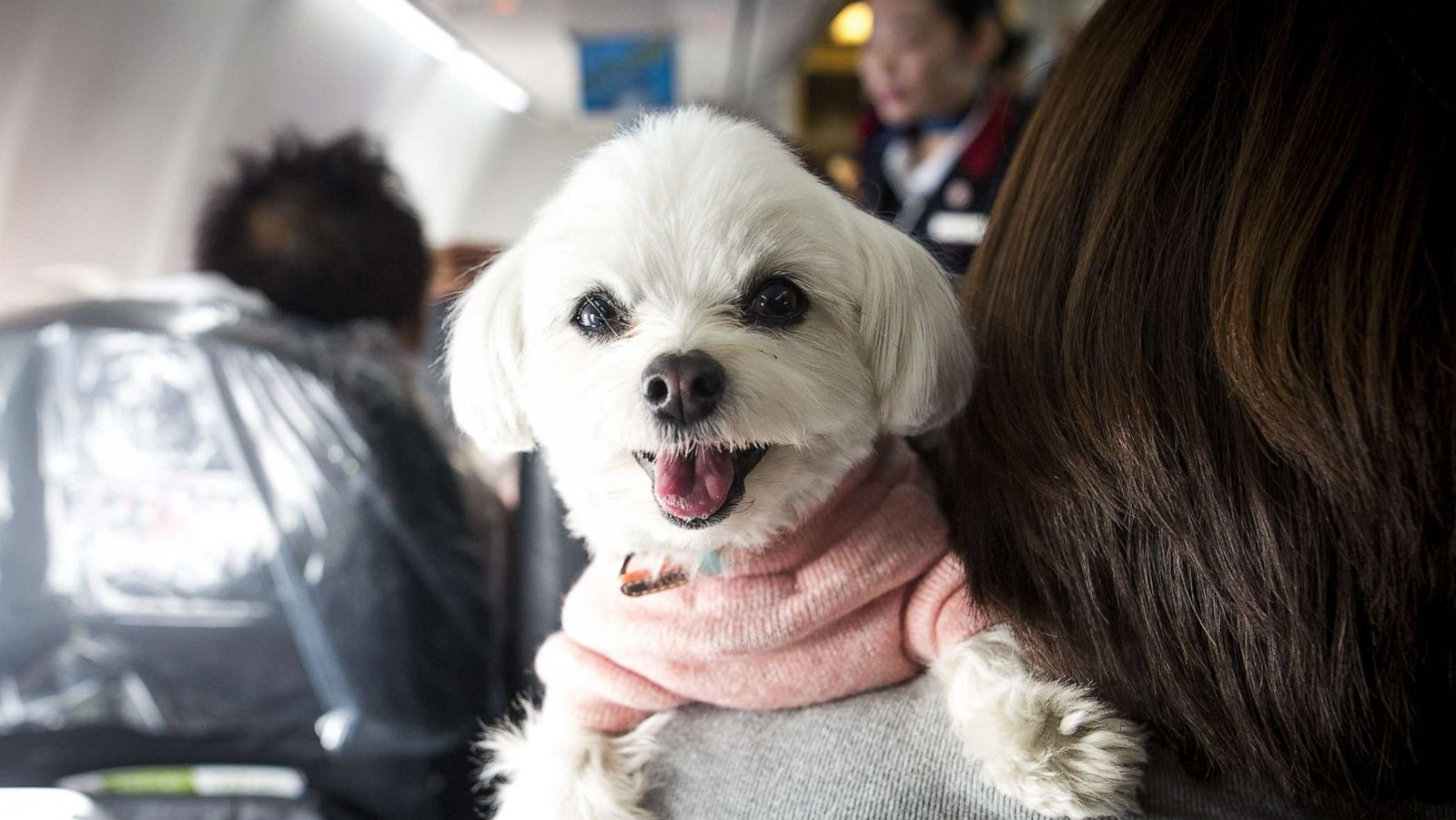 travel with pets delta