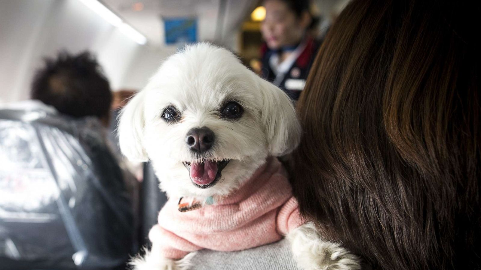 PHOTO: A dog is seen on the shoulder of its owner in a plane in Chiba, Japan on January 27, 2017.