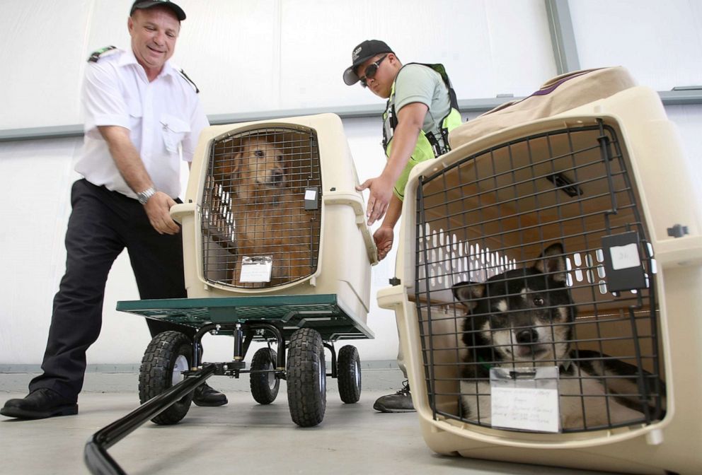 PHOTO: President and CEO Don Weisel helps load pets for take-off on the southern California maiden voyage of Pet Airways on July 16, 2009 in the Los Angeles-area city of Hawthorne, California.