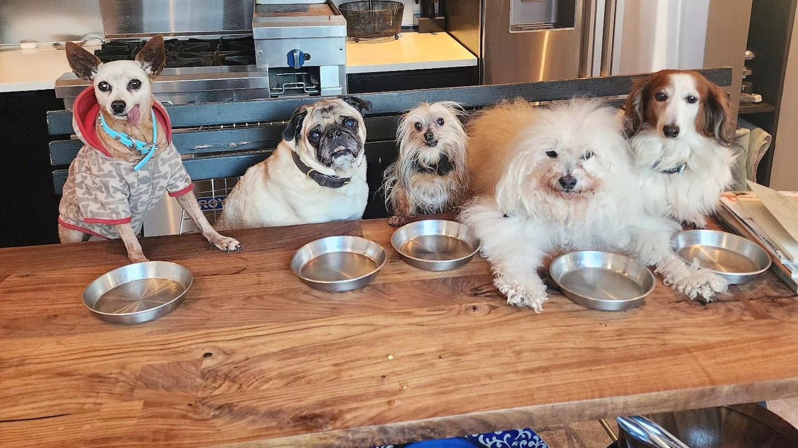 PHOTO: Steve Greig began to adopt senior dogs after his 12-year-old dog died after being hit by a car.