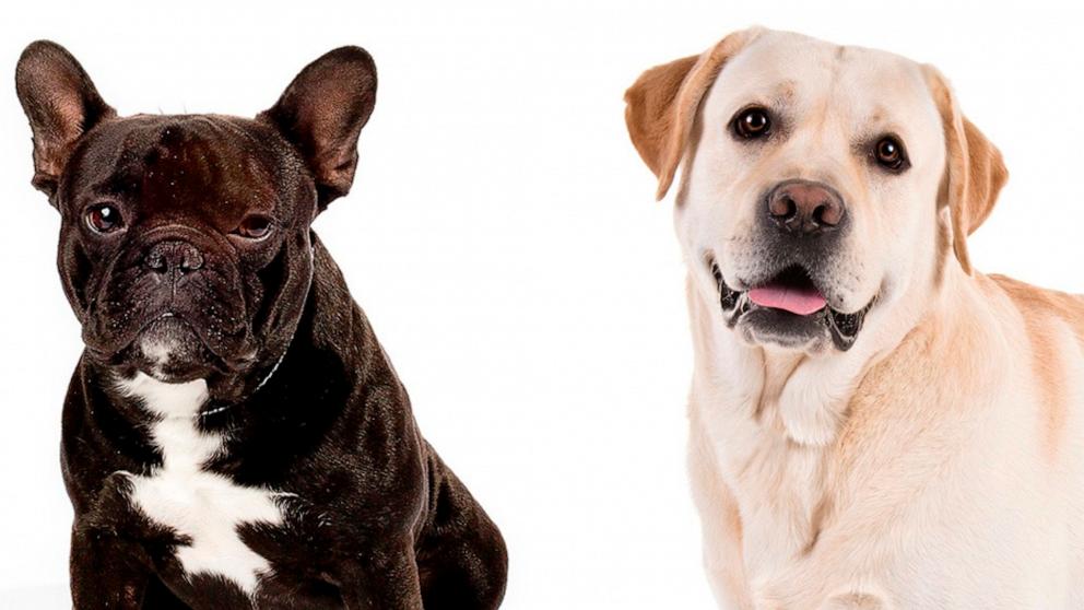 Top dog store breeds of 2019