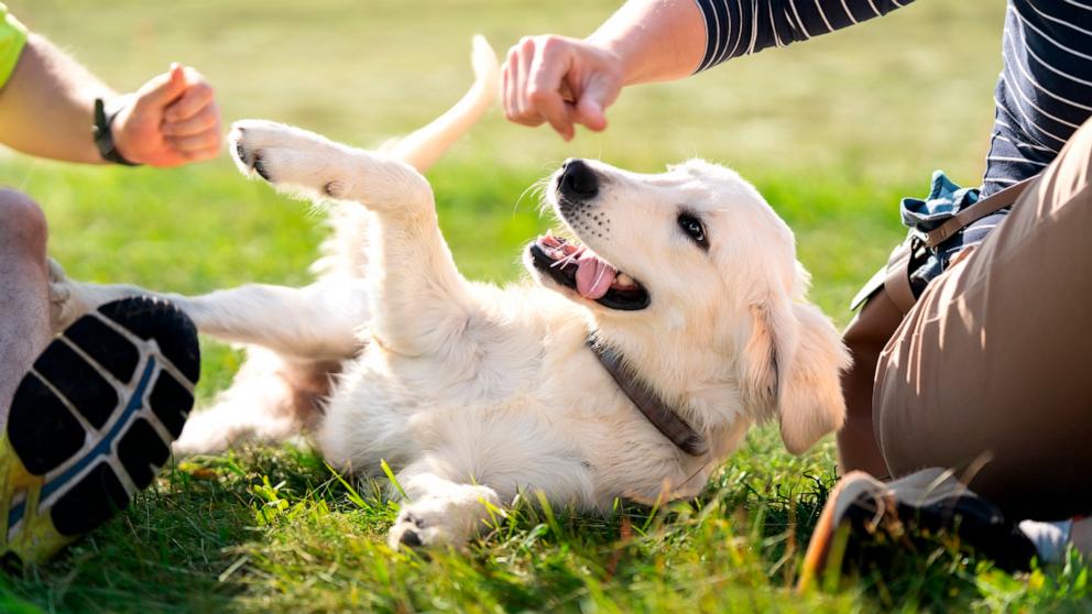 Playing with dogs could make you happier, study finds - Good Morning America