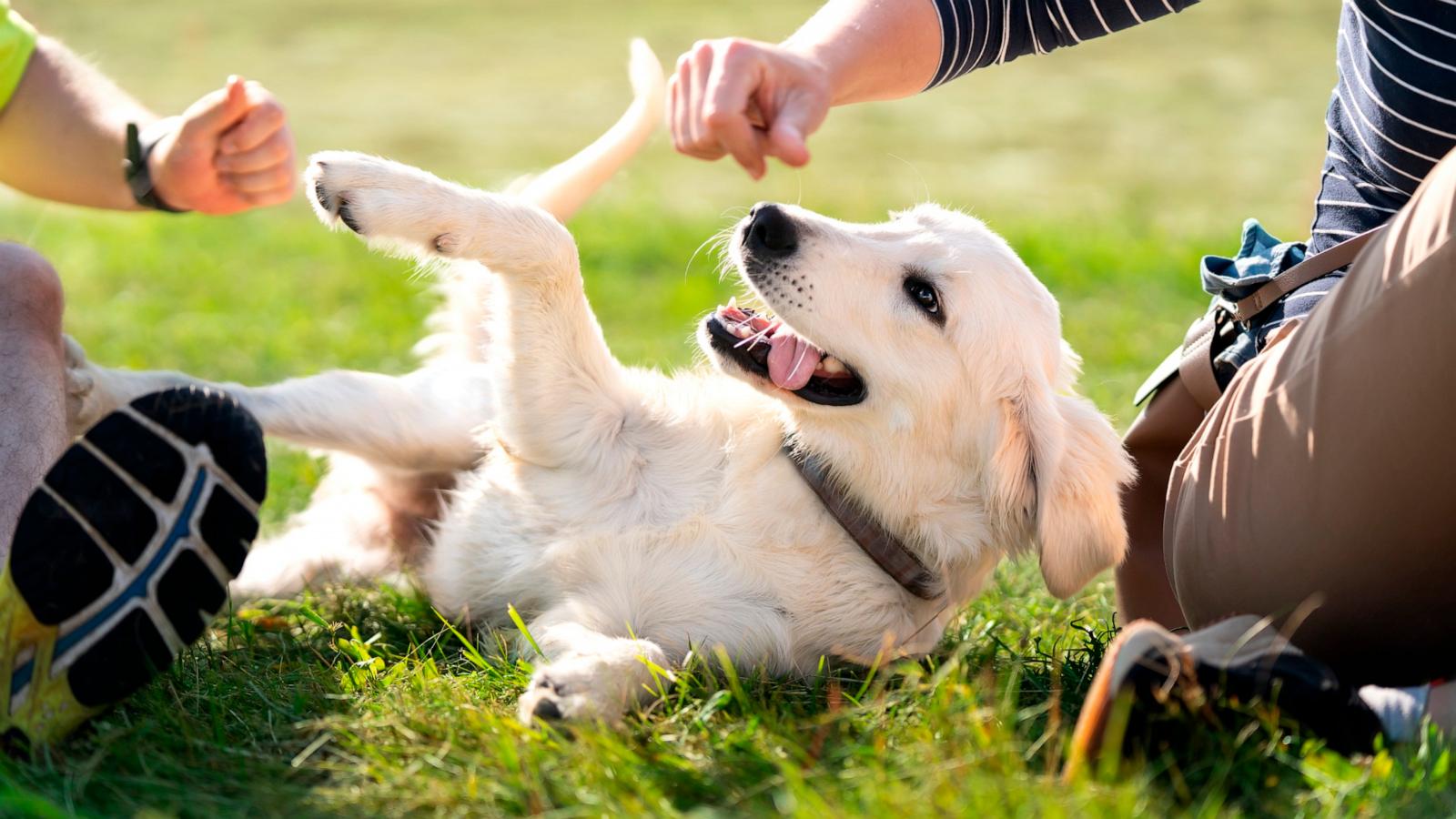 PHOTO: In this undated stock photo, a young golden retriever is playing with his owners.