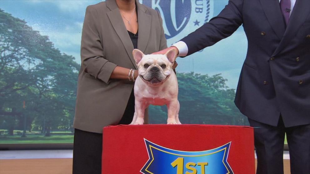 PHOTO: American Kennel Club has named the French bulldog as the third most popular dog breed of 2025.