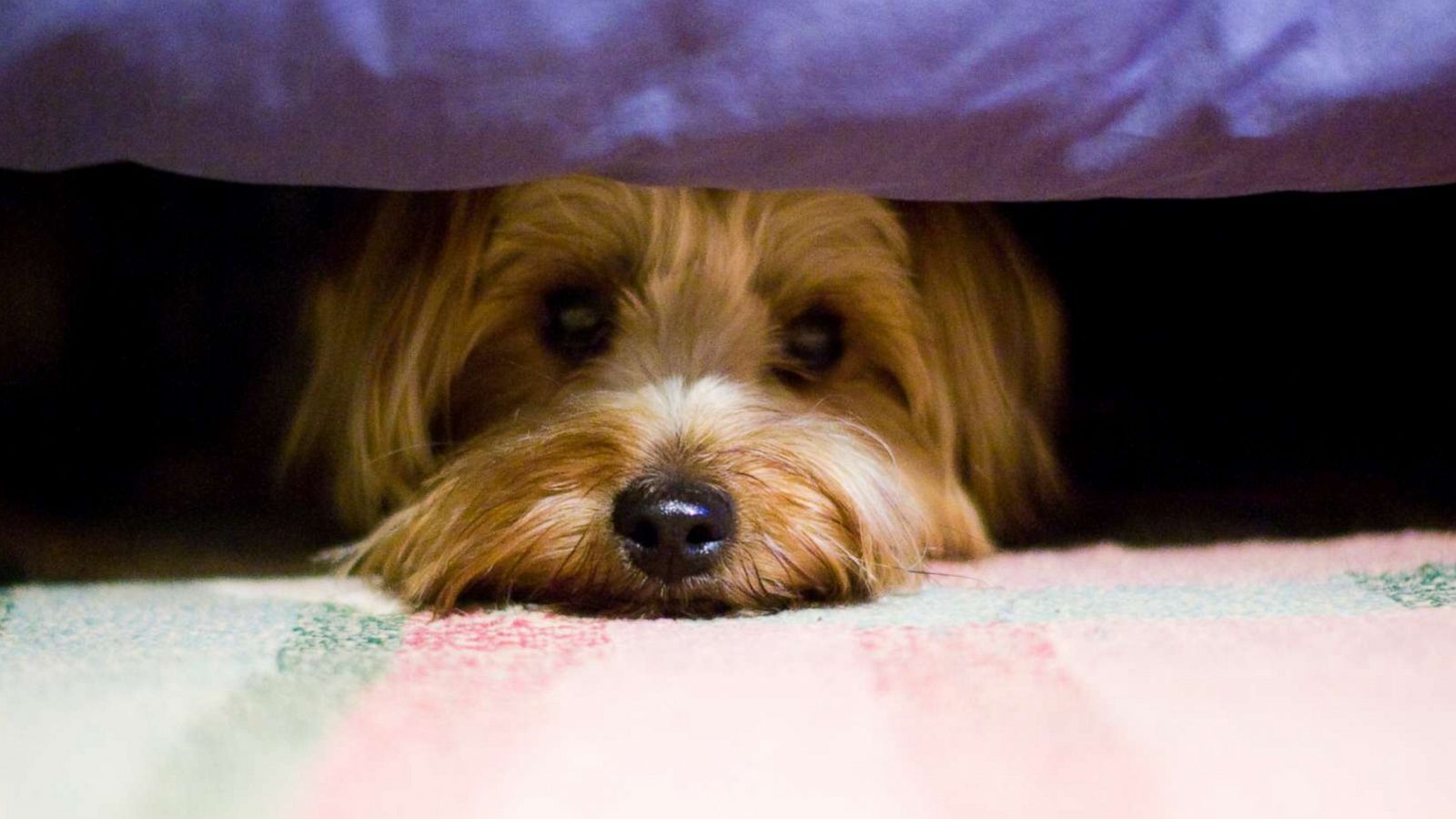 PHOTO: Scared Yorkshire terrier dog hiding under bed.