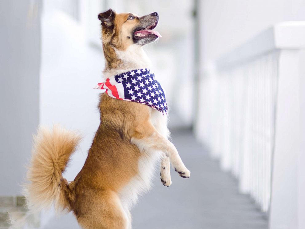 PHOTO: A dog wears an American flag bandana.