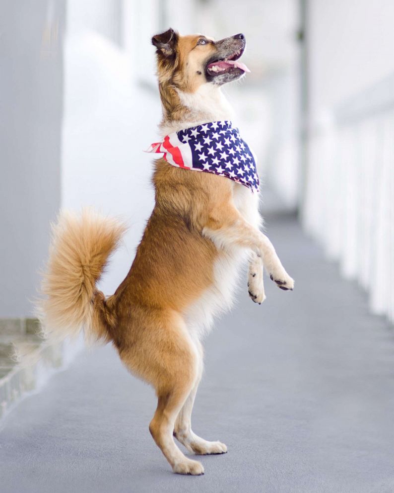 PHOTO: A dog wears an American flag bandana. 