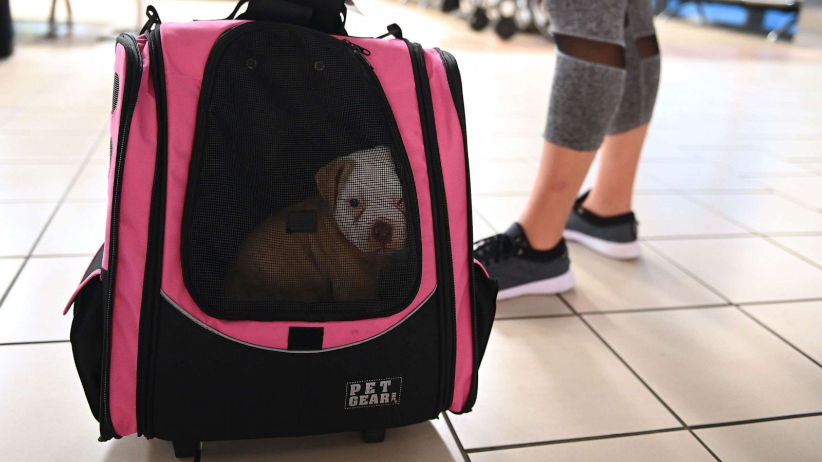 PHOTO: A dog named "Honey" waits to board a plane on May 6, 2020, in Oklahoma City.