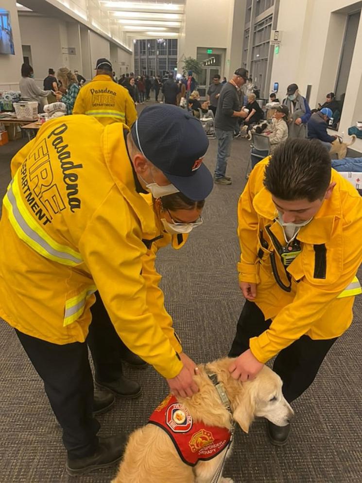 PHOTO: Jack, an 11-year-old Golden Retriever therapy dog for the Pasadena Fire Department.