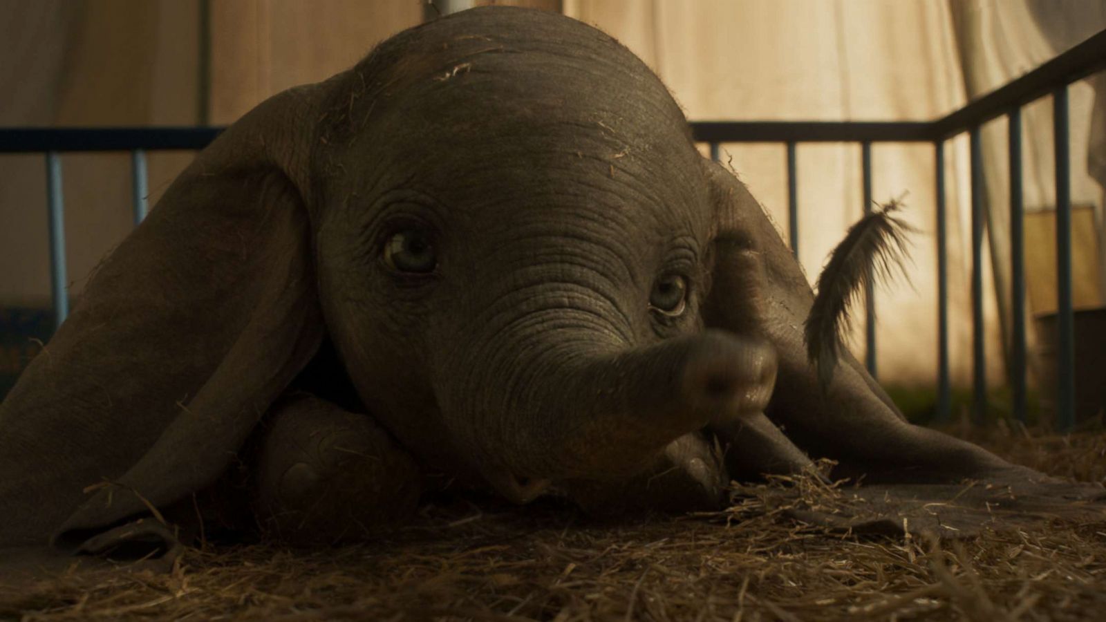 PHOTO: In Disney's all-new, live-action feature film "Dumbo," a newborn elephant with oversized ears make him a laughingstock in an already struggling circus. But Dumbo takes everyone by surprise when they discover he can fly.