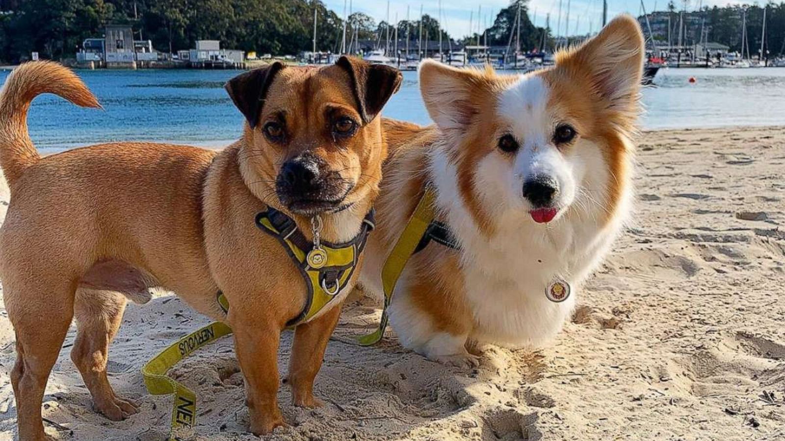 PHOTO: Dustin and Tayto enjoying at day at the beach in Sydney, Australia.