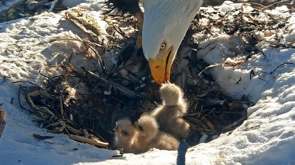 PHOTO: Friends of Big Bear Valley shared a photo on Facebook of the three baby chicks of bald eagles Jackie and Shadow.