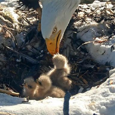 PHOTO: Friends of Big Bear Valley shared a photo on Facebook of the three baby chicks of bald eagles Jackie and Shadow.