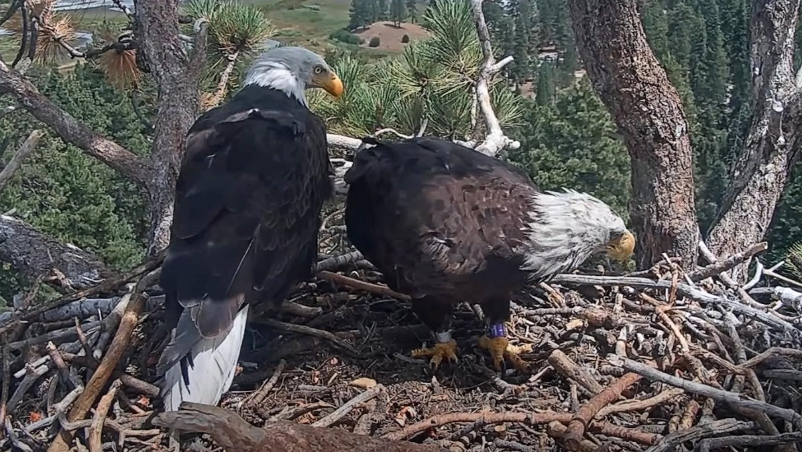 PHOTO: A young female eagle known as KD1 has recently been seen alongside Shadow, the male bald eagle who spent years raising a family with his longtime mate, Jackie, in a grab from video dated, Aug. 12, 2026.