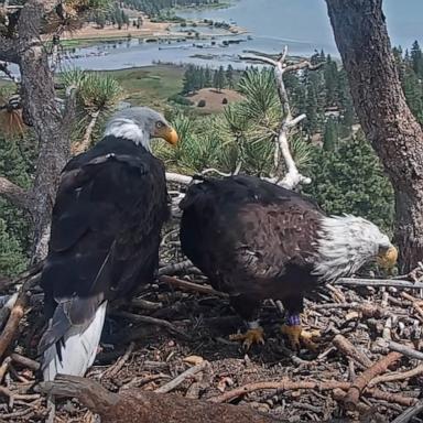 PHOTO: A young female eagle known as KD1 has recently been seen alongside Shadow, the male bald eagle who spent years raising a family with his longtime mate, Jackie, in a grab from video dated, Aug. 12, 2026. 