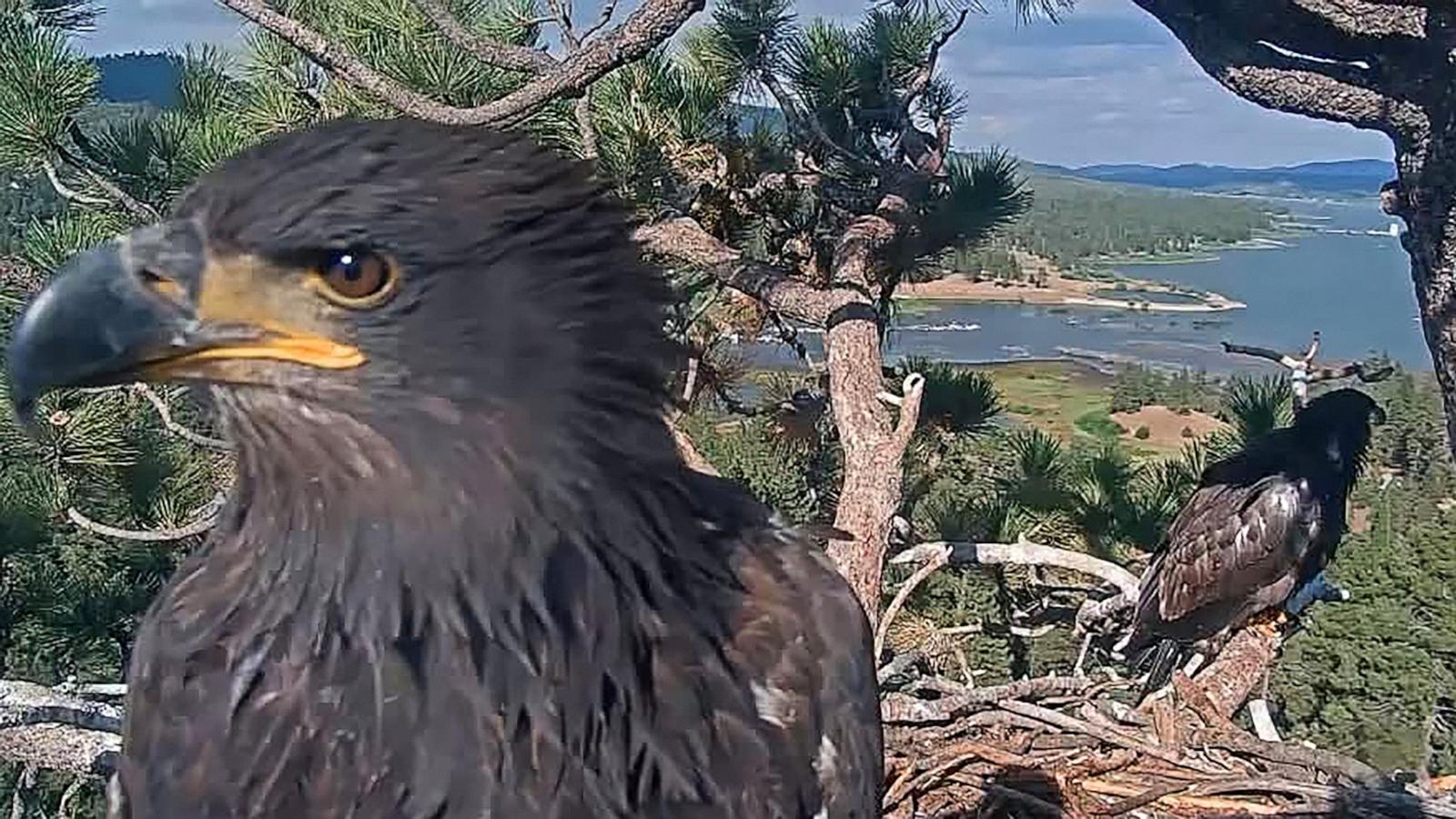 PHOTO: An injured bald eagle was rescued in California's Big Bear area after it was seen in a fight with two other eagles, according to Friends of Big Bear Valley.