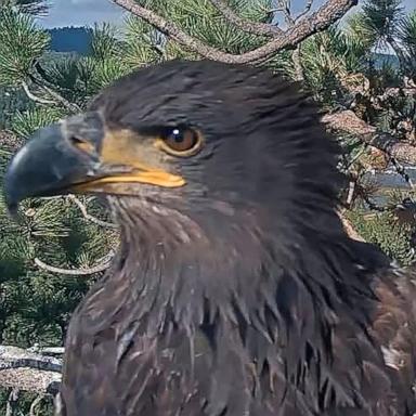 PHOTO: An injured bald eagle was rescued in California's Big Bear area after it was seen in a fight with two other eagles, according to Friends of Big Bear Valley.