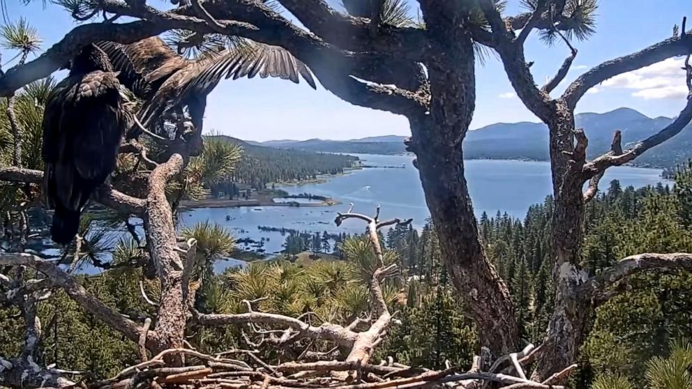 PHOTO: "Sunny" one of the viral eaglets from the Friends of Big Bear Valley and Big Bear Eagle Nest Cam takes flight in video, June 2, 2025. 