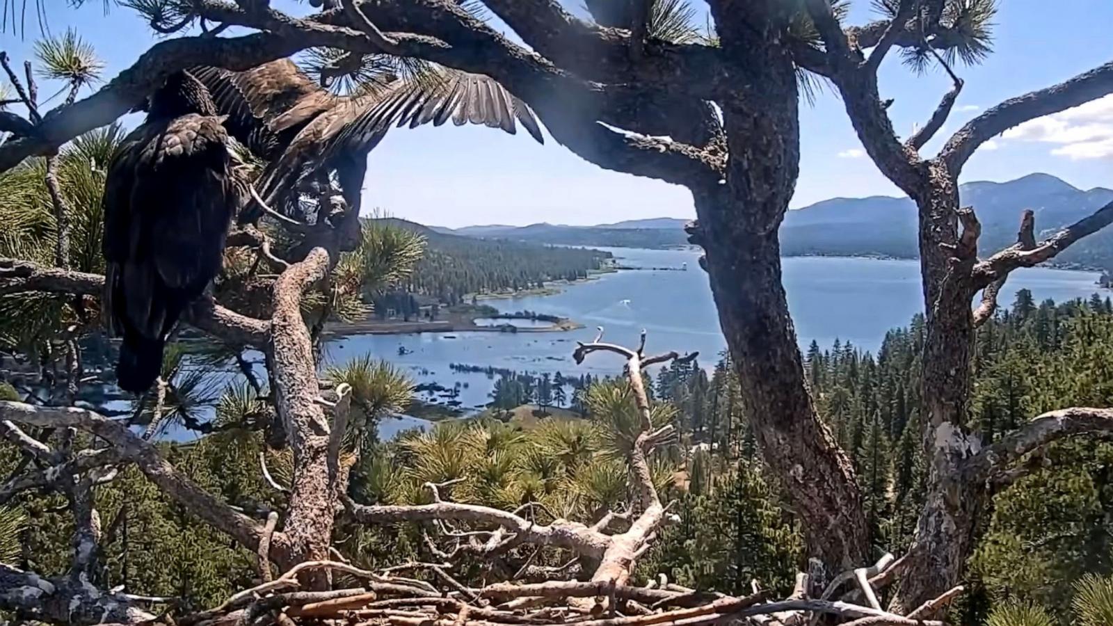PHOTO: "Sunny" one of the viral eaglets from the Friends of Big Bear Valley and Big Bear Eagle Nest Cam takes flight in video, June 2, 2025.