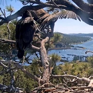 PHOTO: "Sunny" one of the viral eaglets from the Friends of Big Bear Valley and Big Bear Eagle Nest Cam takes flight in video, June 2, 2025. 