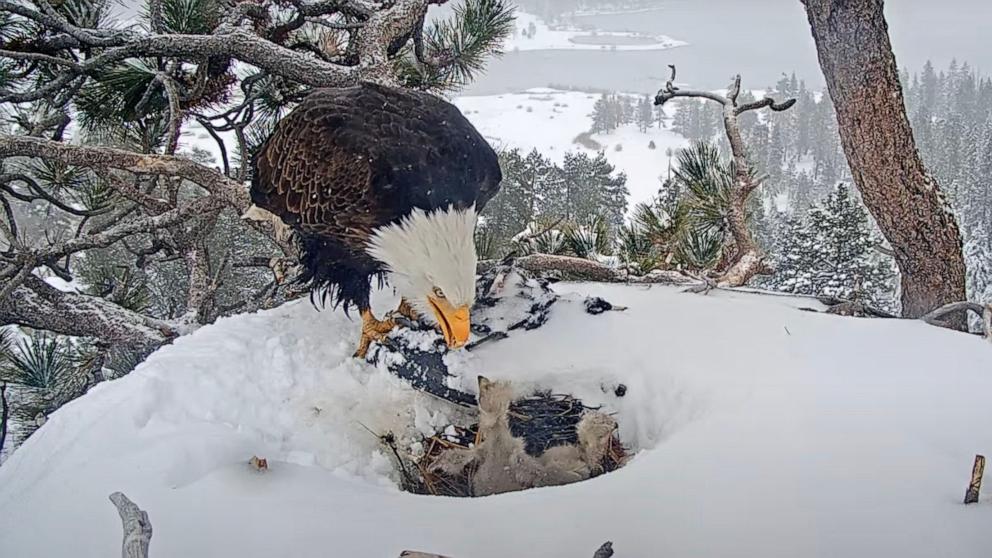 PHOTO: A still from the Friends of Big Bear Valley and Big Bear Eagle Nest Cam livestream, March 14, 2025. 