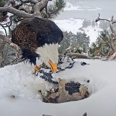 PHOTO: A still from the Friends of Big Bear Valley and Big Bear Eagle Nest Cam livestream, March 14, 2025. 