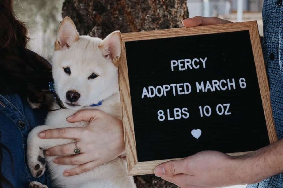 PHOTO: Lily Denesha and Paul Callahan of Idaho recently welcomed Percy, a Shiba Inu into their family.