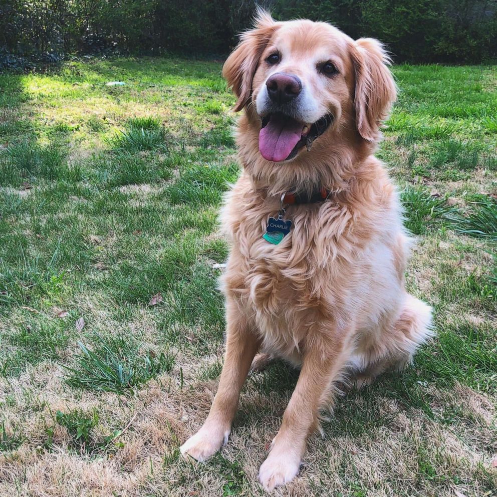 PHOTO: Sallie Hammett of South Carolina, shared touching words about her Golden Retriever, Charlie, on Twitter where thousands liked and commented. Charlie did Sept. 13, 2020 at the age of 7 from incurable lymphoma.