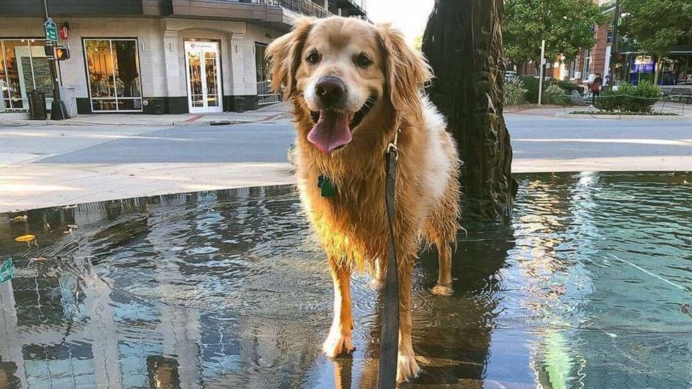 PHOTO: Sallie Hammett of Greenville, South Carolina, shared touching words about her Golden Retriever, Charlie, on Twitter where thousands liked and commented. Charlie did Sept. 13, 2020 at the age of 7 from incurable lymphoma.