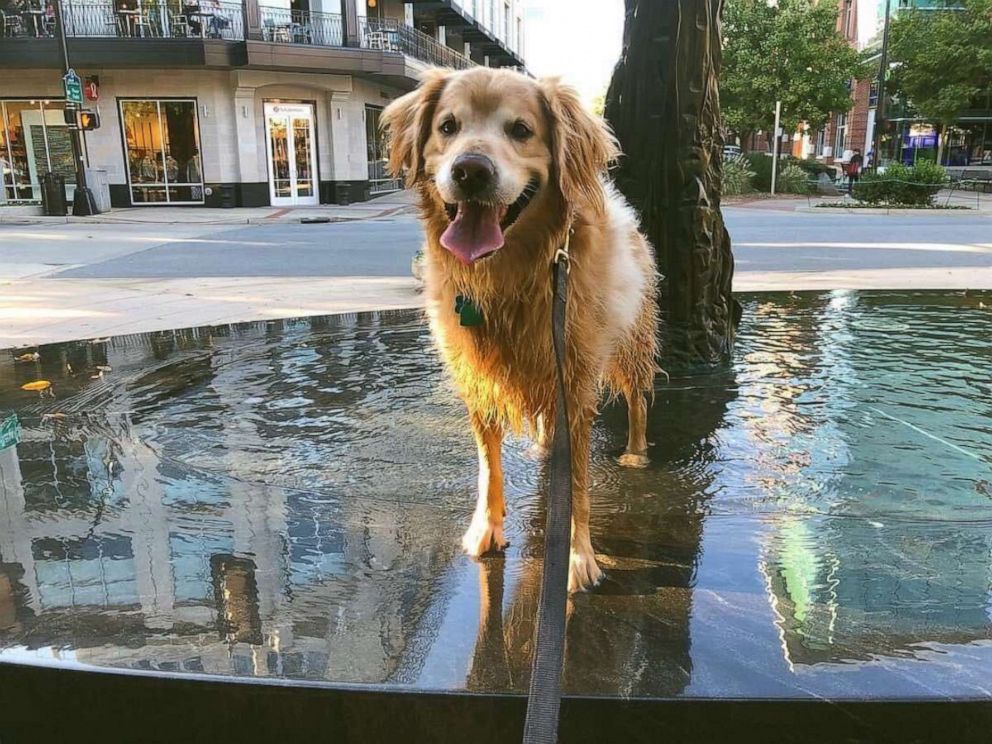 PHOTO: Sallie Hammett of Greenville, South Carolina, shared touching words about her Golden Retriever, Charlie, on Twitter where thousands liked and commented. Charlie did Sept. 13, 2020 at the age of 7 from incurable lymphoma.