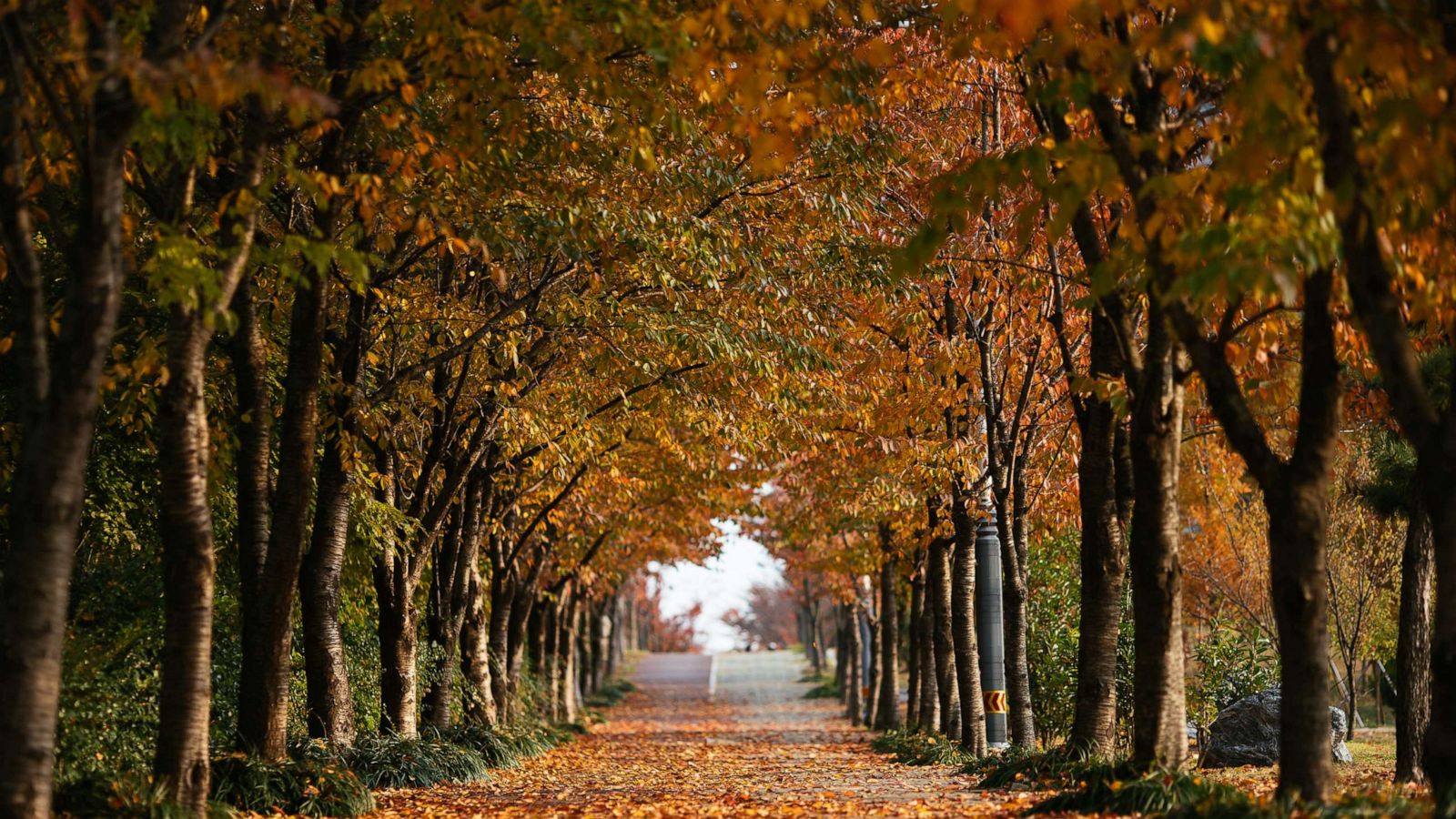 PHOTO: Fall leaves are seen in this stock photo.