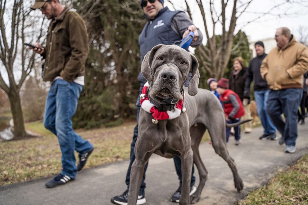 PHOTO: A dog is seen at the Mimosa March in Carmel, Indiana, on Thanksgiving day.